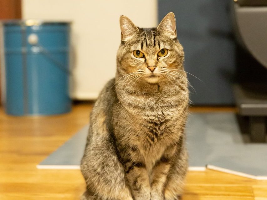 Cocoro, an organic farm stay with cats in Gujo, Gifu