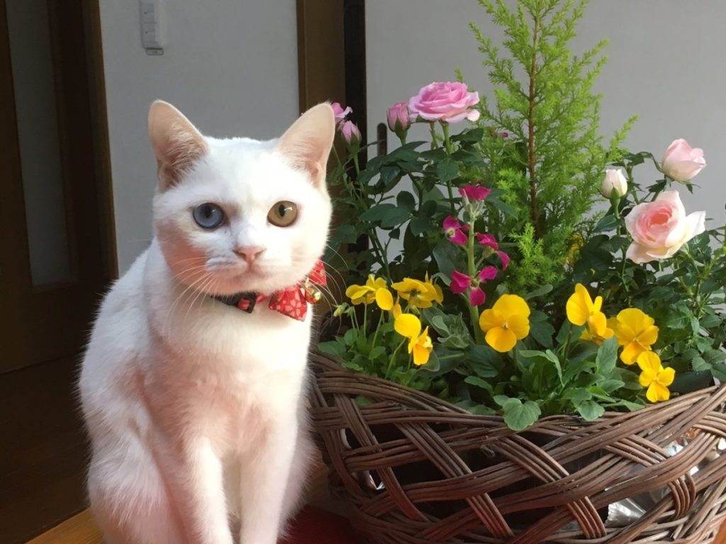 Cat hotels in Japan: resident cat at Nyan Bar One in Kagoshima