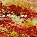 Autumn Foliage in Japan: Best Countryside Stays for Koyo Season 2026 | STAY JAPAN