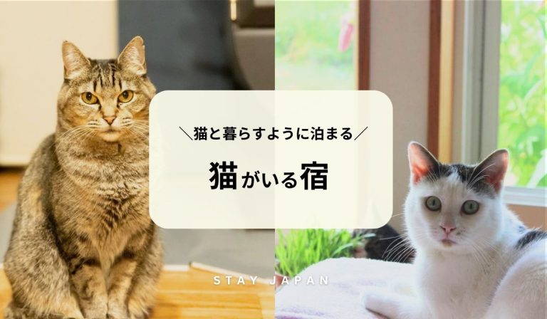 猫がいる宿