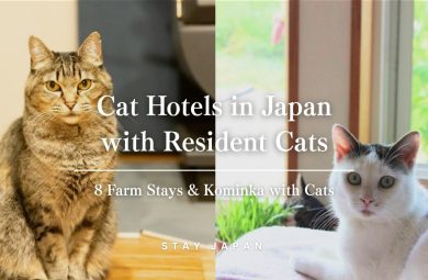 Cat hotels in Japan - farm stays with resident cats