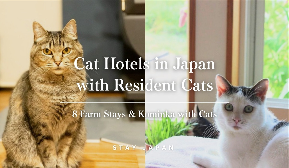 Cat hotels in Japan - farm stays with resident cats