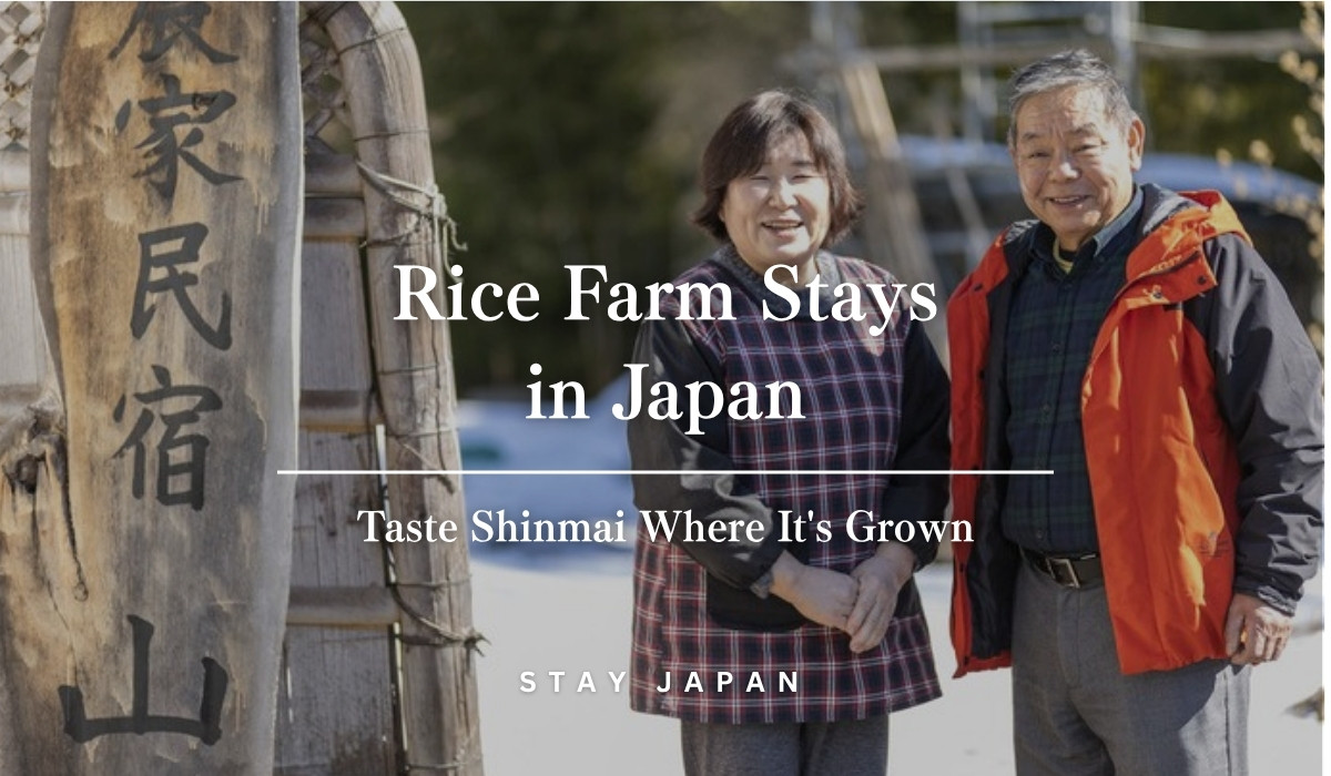 Rice farm stay in Japan - taste shinmai where it's grown
